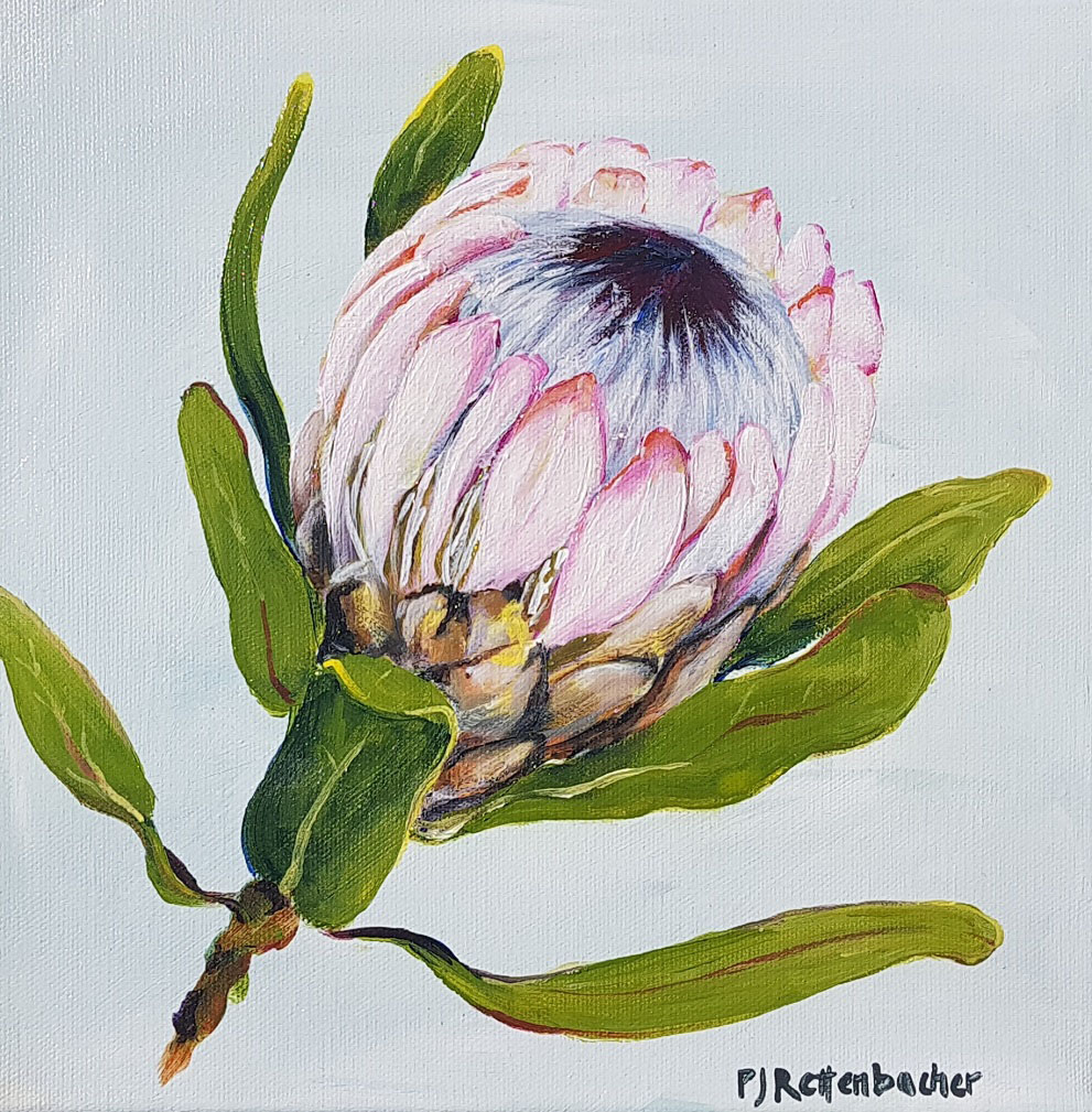 White Protea